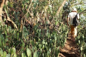 padang-bai-cactus-forest