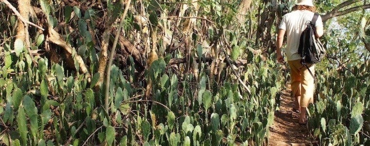 padang-bai-cactus-forest