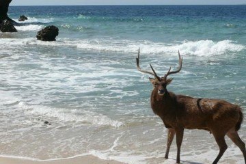 Deer in Menjangan West Bali National Park