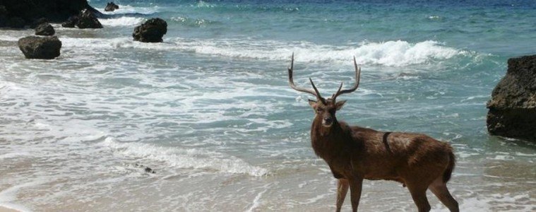 Deer in Menjangan West Bali National Park